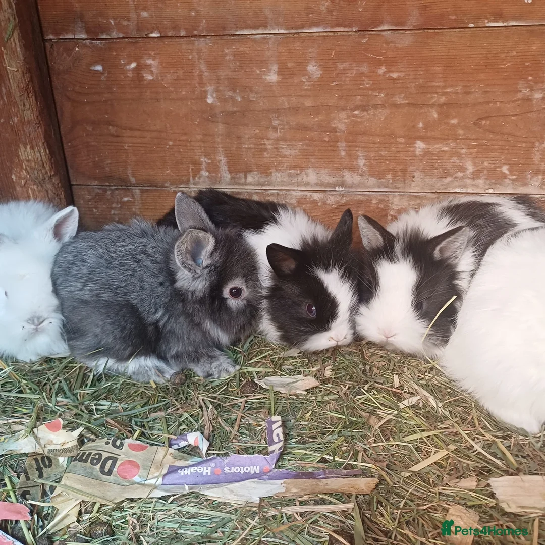 Mini Lion Lop rabbits for sale: Lion Lop Litter of Bunnies - Advert 13