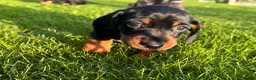 Dachshund dogs for sale: Miniature black and cream and Black and Tan pups in Wadebridge - Advert 10