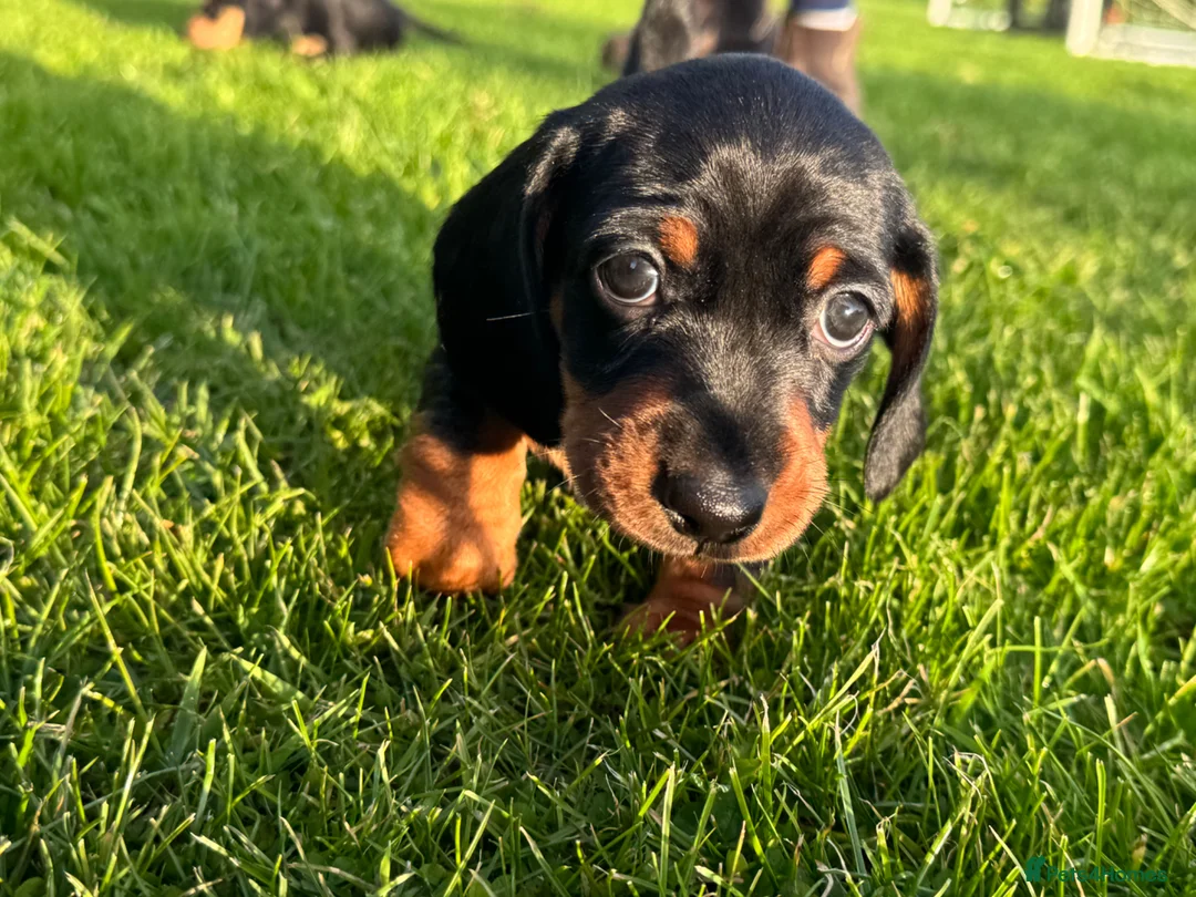 Dachshund dogs for sale: Miniature black and cream and Black and Tan pups in Wadebridge - Advert 10
