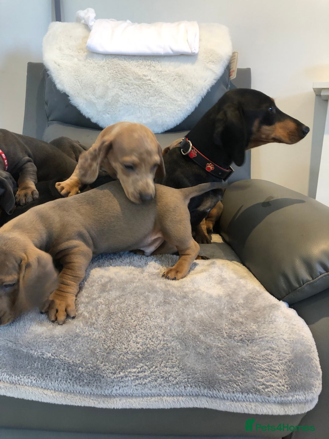 Miniature Dachshund dogs for sale: Miniature dachshunds for sale - Image 8