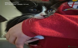 Mixed Breed cats for sale: Six beautiful and playful kittens ready Sunday! - Image 12