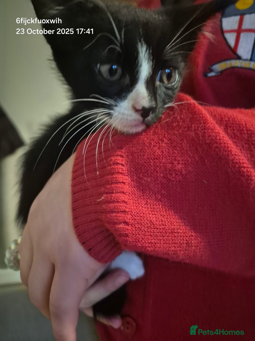 Mixed Breed cats for sale: Six beautiful and playful kittens ready Sunday! - Image 12