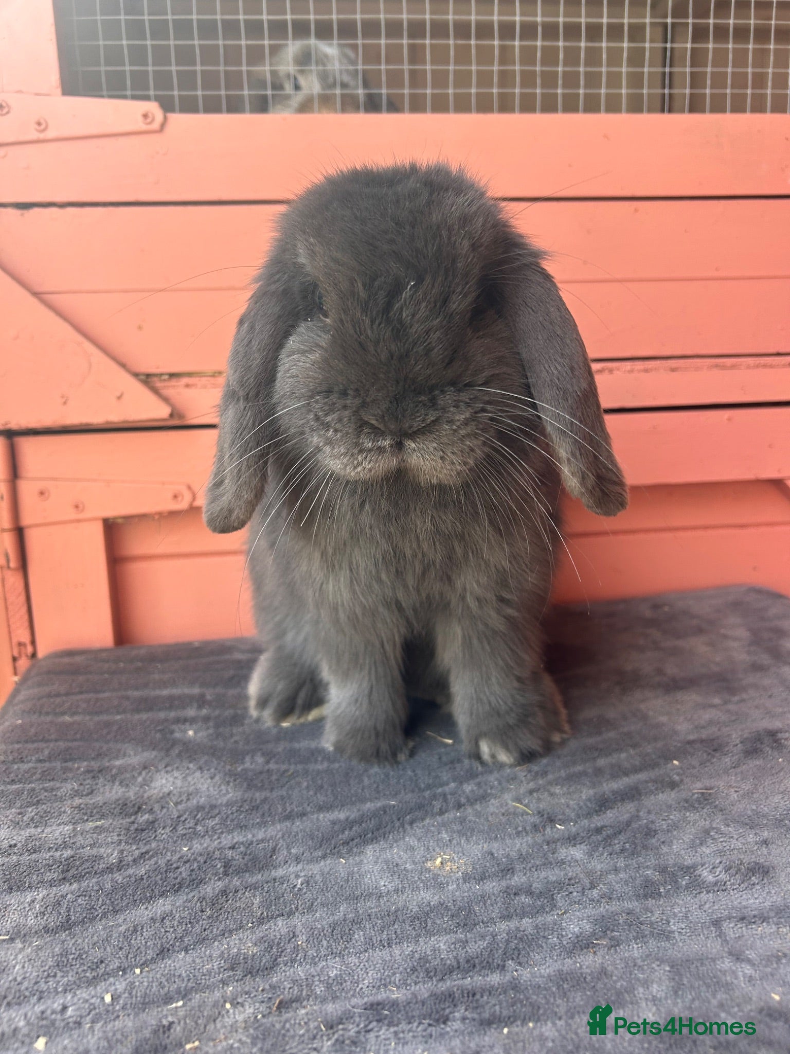 Mini Lop rabbits mini lop adult and baby buck  - Advert 16