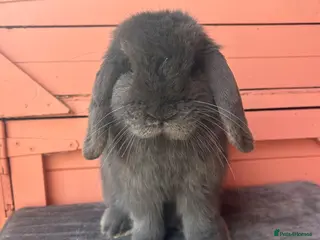 Mini Lop rabbits mini lop adult and baby buck - Advert 16