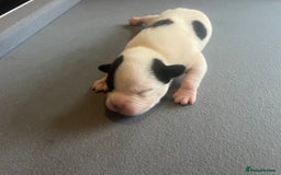 Mixed Breed dogs for sale: StaffyXAmerican bulldog puppies  - Image 11