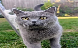 British Shorthair cats for sale: Beautiful Pedigree Neutered British Shorthair  - Image 4