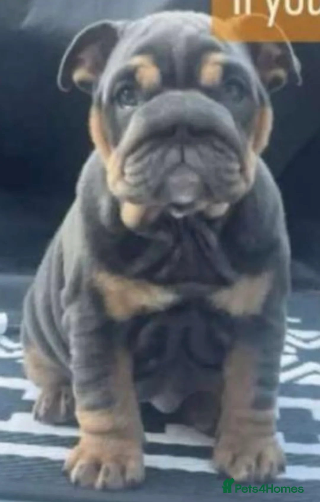 English Bulldog dogs for stud: English bulldog stud British bulldog  in Birkenhead - Advert 6
