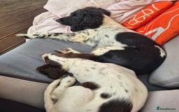 English Springer Spaniel dogs for sale: Springer Beautiful Spaniel Pup Ready Now  - Image 6