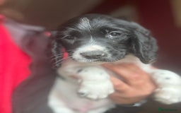 English Springer Spaniel dogs for sale: Stunning DNA Clear KC Springer Spaniel Puppies  - Image 23