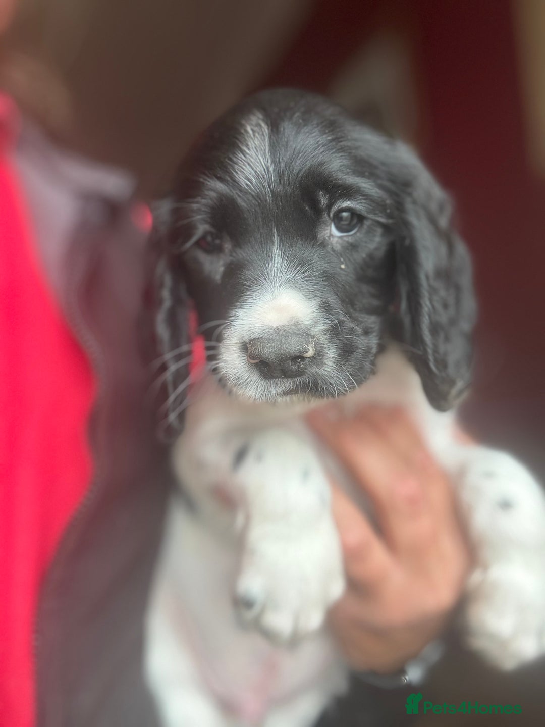 English Springer Spaniel dogs for sale: Stunning DNA Clear KC Springer Spaniel Puppies  - Image 23
