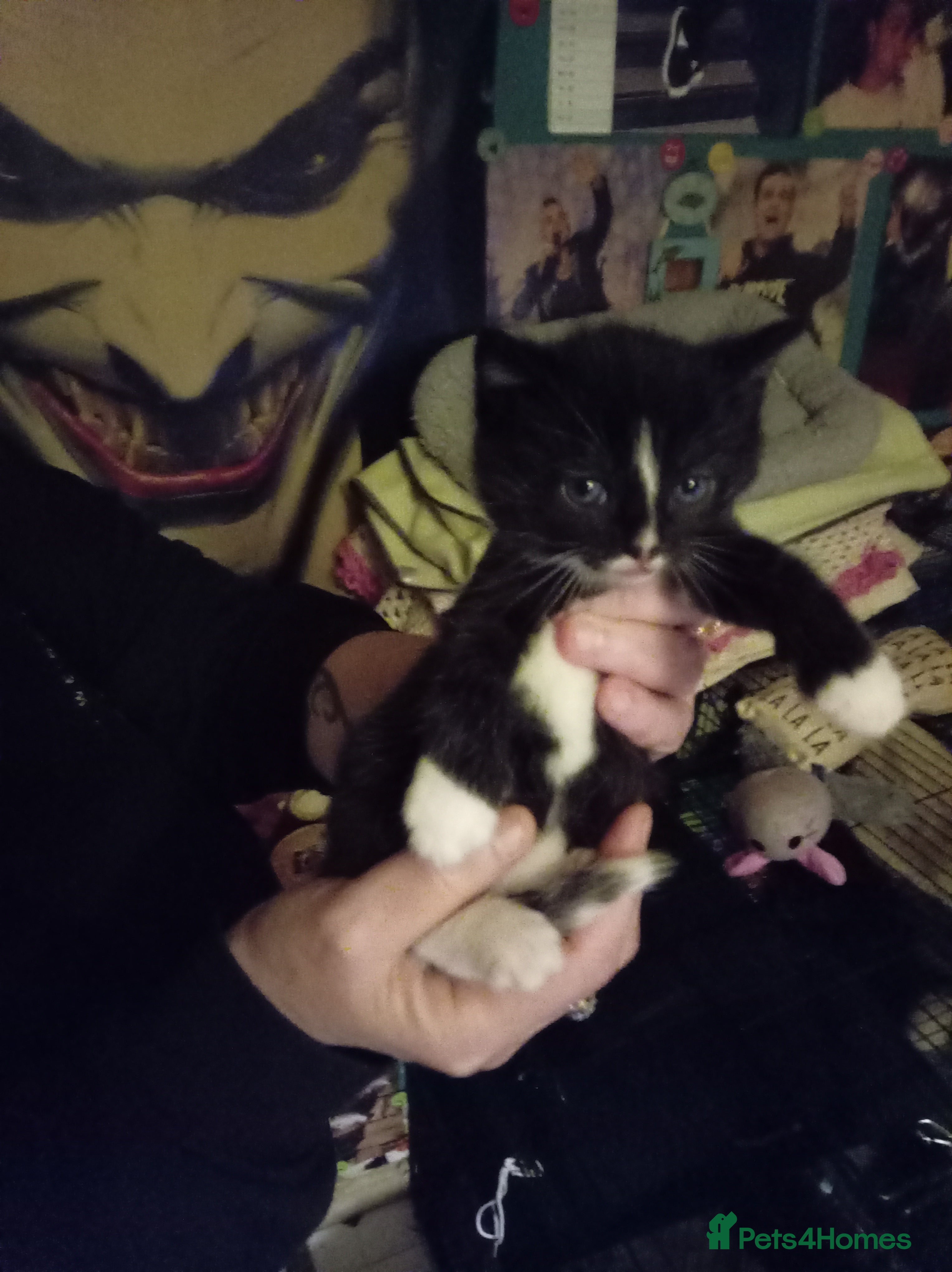 Mixed Breed cats Last kitten available - Advert 15
