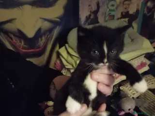 Mixed Breed cats Last kitten available male - Advert 15