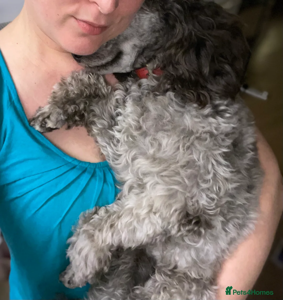 Miniature Poodle dogs for stud: Mister Kent Merlin silver miniature Poodle Stud in London - Advert 12