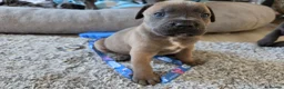 Cane Corso dogs for sale: Cane Corso Puppies - Advert 5