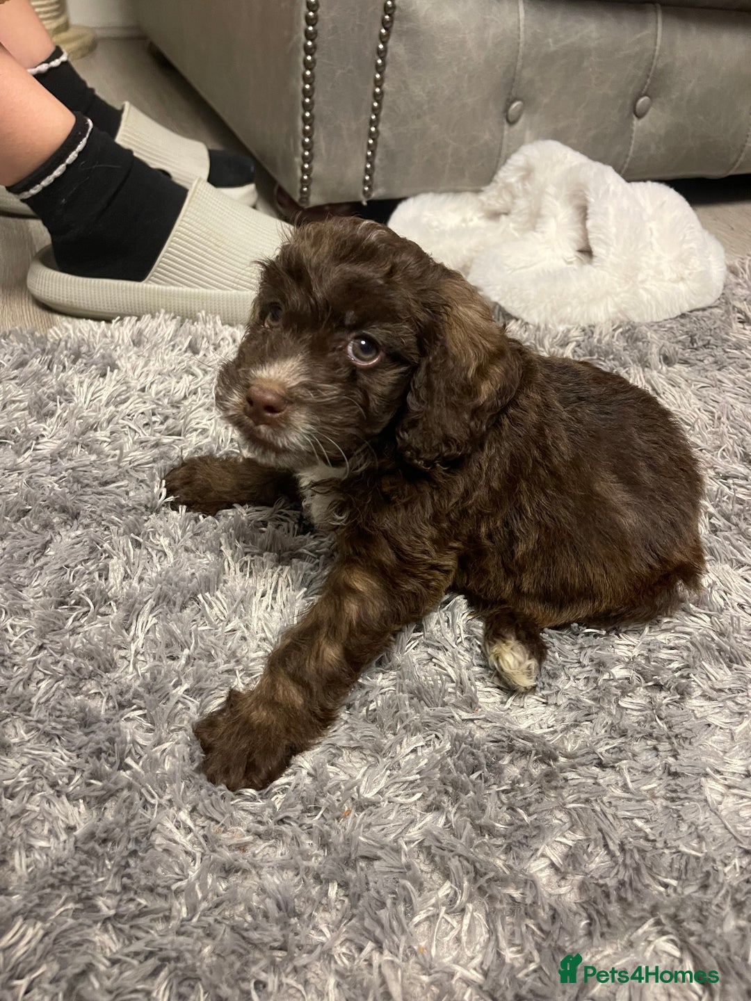 Cockapoo dogs for sale: Cockapoo Puppy Rehome - Advert 4