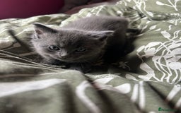 Mixed Breed cats for sale: 2 adorable 1/4 ragdoll kittens  - Image 4