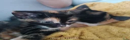European cats for sale: Adorable Kittens  - Advert 5
