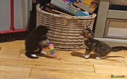 Mixed Breed cats for sale: Two beautiful playful kittens - Image 3