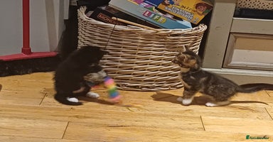 Mixed Breed cats - Advert 14
