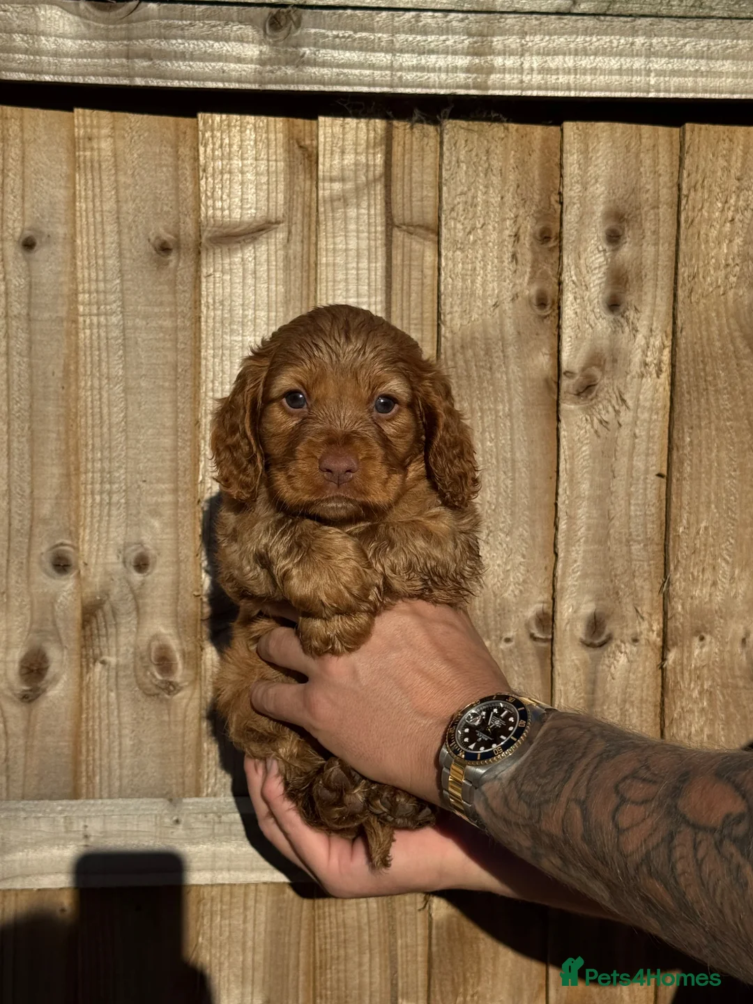 Cocker Spaniel dogs for sale: Cocker spaniel puppies - Advert 2