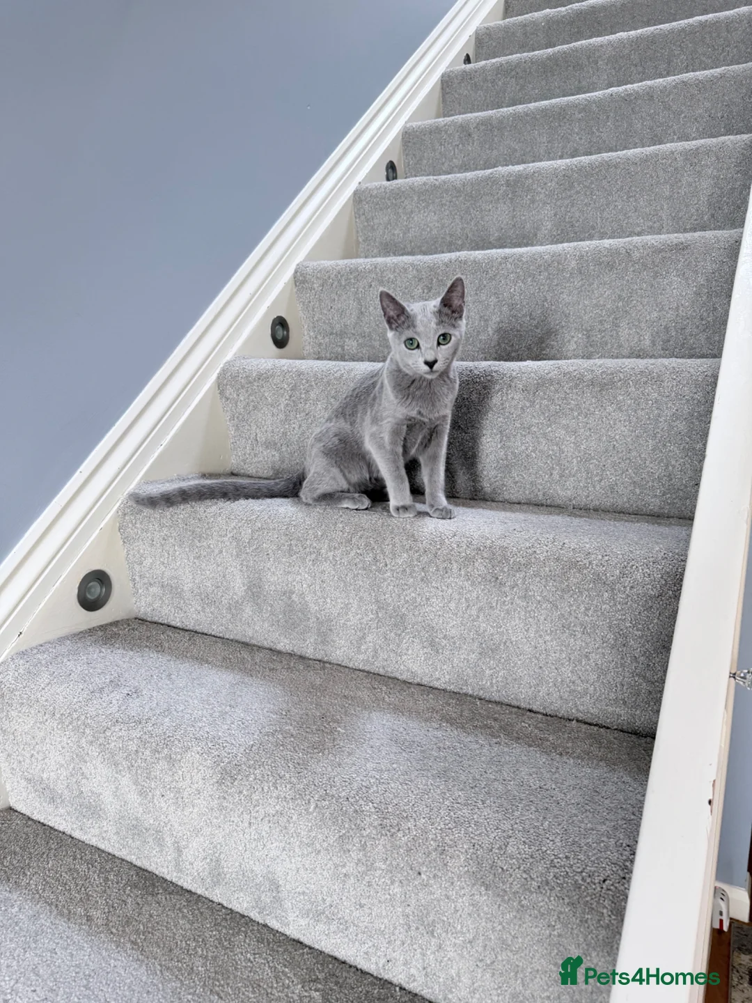 Russian Blue cats for sale: 6M Russian Blue Kitten Looking for4 Loving Home 🐾 - Advert 5