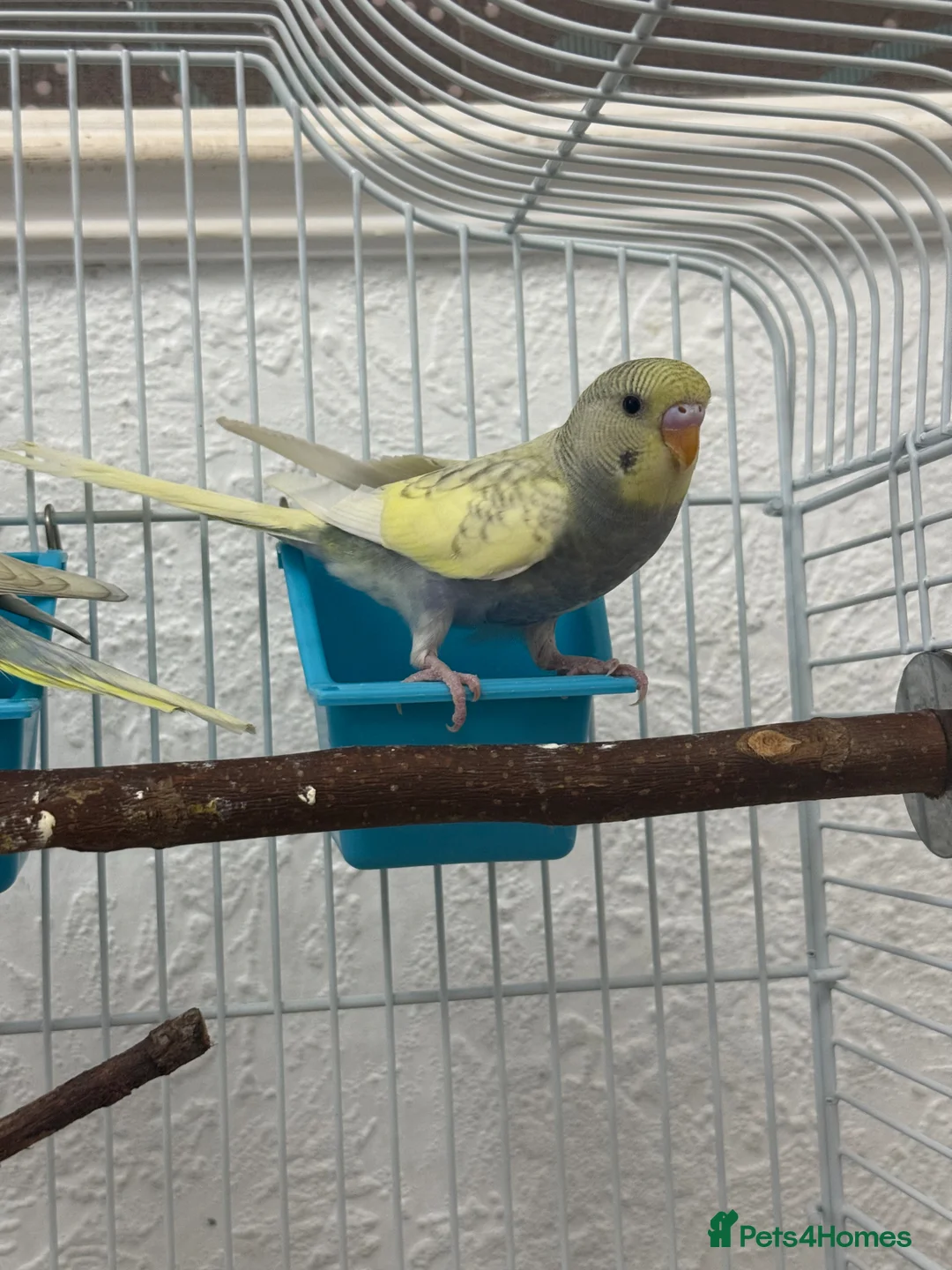 Budgerigars birds for sale: 2 young budgies 6-8 weeks old  - Advert 7