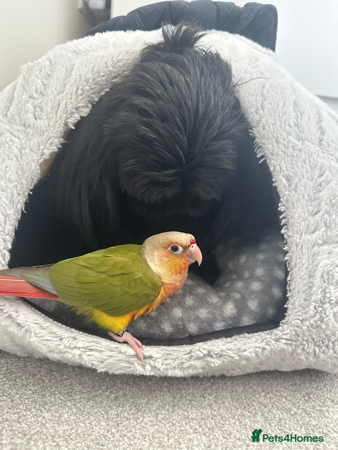 Conures birds for sale: Green Cheek Conure for sale 11months old £850 - Advert 18