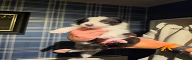 Border Collie 3