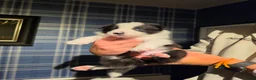 Border Collie dogs for sale: 🐾Working Border Collie Puppies–5 Boys & 1 Girl🐾 - Advert 7