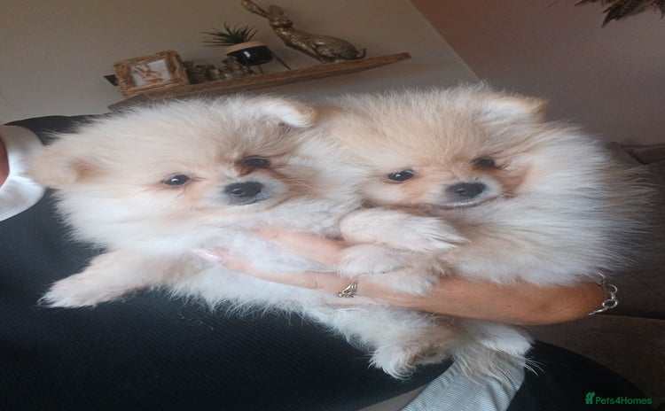 Pomeranian dogs - Advert 4