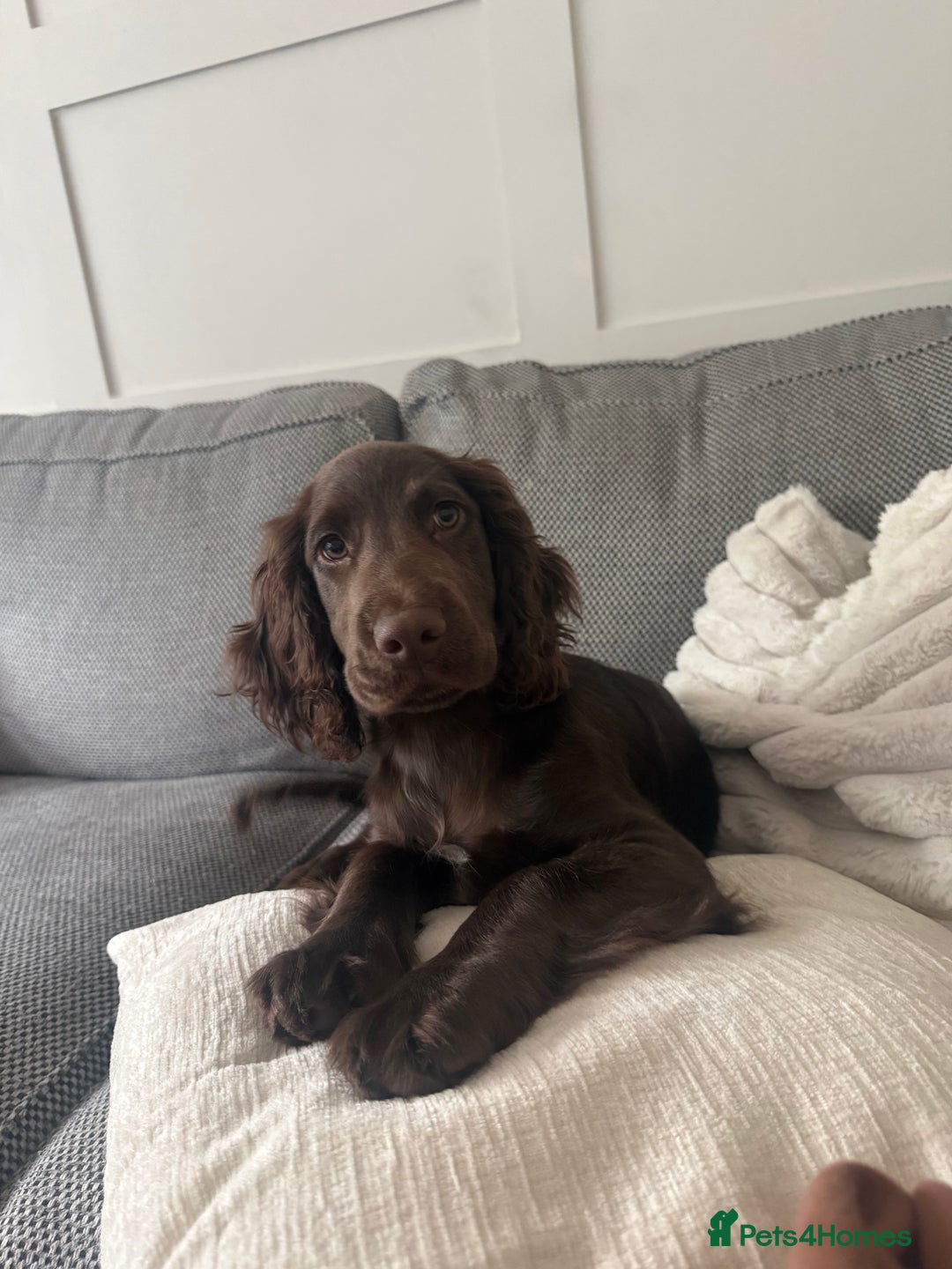 Cocker Spaniel dogs for sale: Cocker Spaniel Puppy - Advert 4