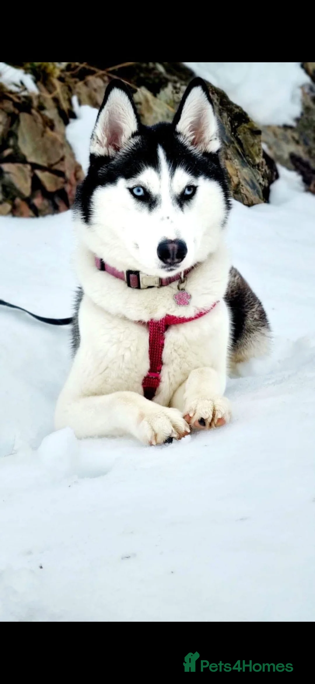 Siberian Husky dogs for sale: Siberian Huskies- Mum 4years & Daughter 10monts  - Advert 2