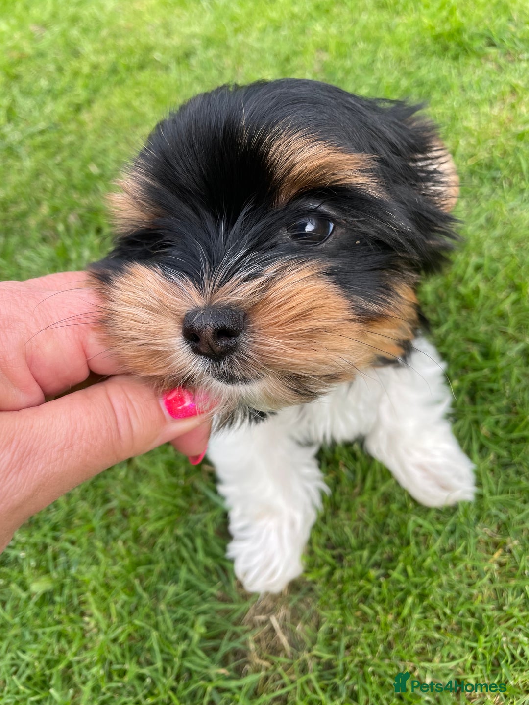 Yorkshire Terrier dogs for sale: York puppies for sale - Image 13