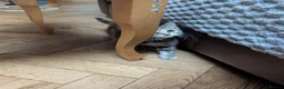 Toyger cats for sale: 3 Baby Toyger Kittens Looking For New Homes - Advert 3