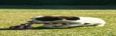 English Springer Spaniel 4