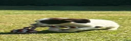 English Springer Spaniel dogs for sale: KC springer spaniels 1 male left ready to go  - Advert 33