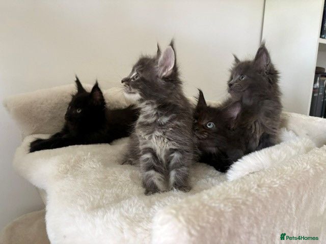 Maine Coon cats 🐈🐈‍⬛ Beautiful litter 💕🐱 - Advert 15