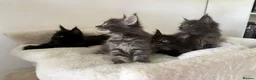 Maine Coon cats for sale: 🐈🐈‍⬛ Russian/European Bloodline Kittens 💕🐱 - Advert 6