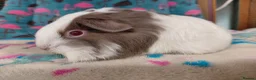 Guinea Pig rodents for sale: Pair Of Baby Sheltie Brothers To Reserve  - Advert 2
