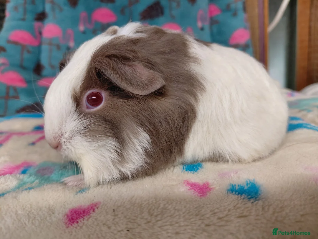 Guinea Pig rodents for sale: Pair Of Baby Sheltie Brothers To Reserve  - Advert 2