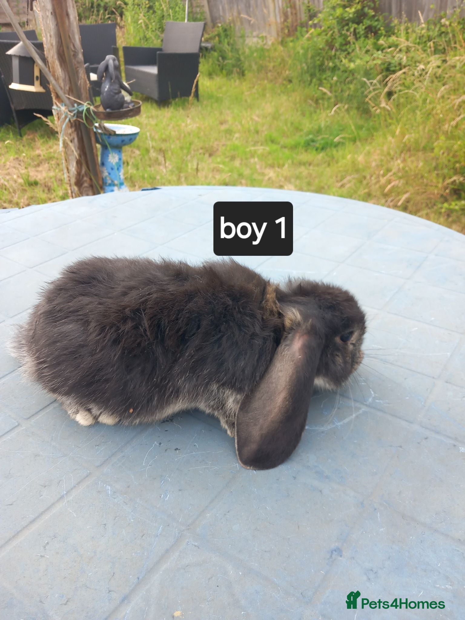 French Lop rabbits French lop giant baby rabbits ready 26 june - Advert 2
