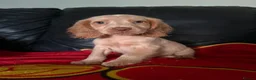 Cocker Spaniel dogs for sale: Beautiful cocker spaniels pups in Pontypool - Advert 5