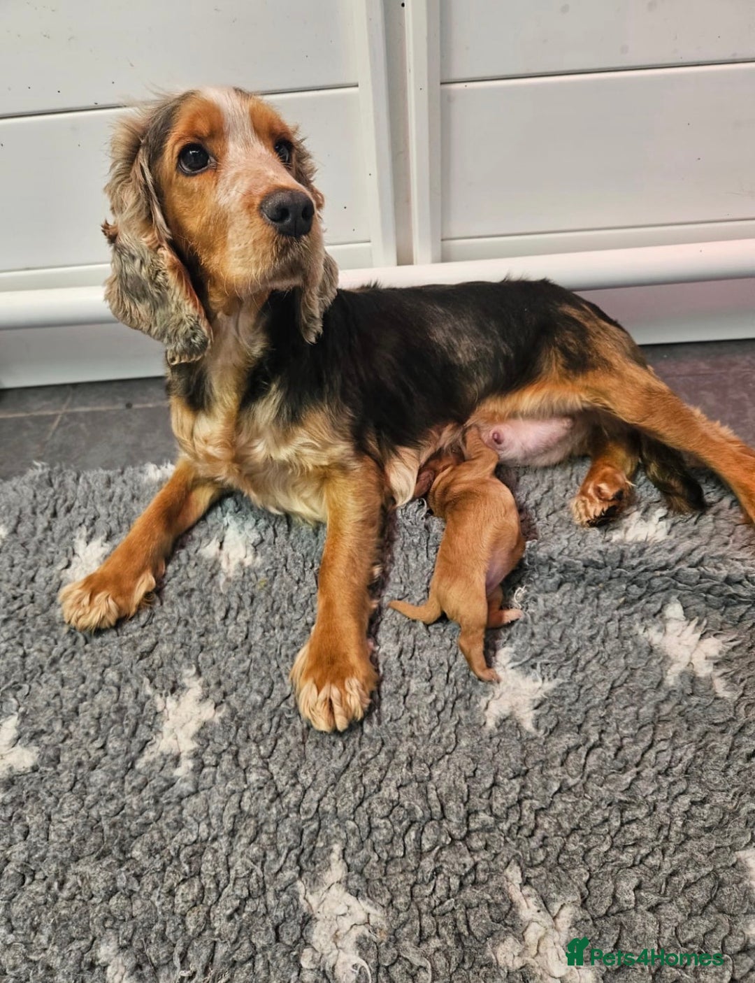 Cockapoo dogs for sale: Beautiful little cockapoo pup!  - Advert 2