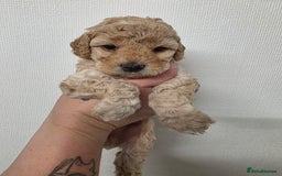 Cockapoo dogs for sale: F1b cockapoos 💜 health tested 🐶 - Image 4