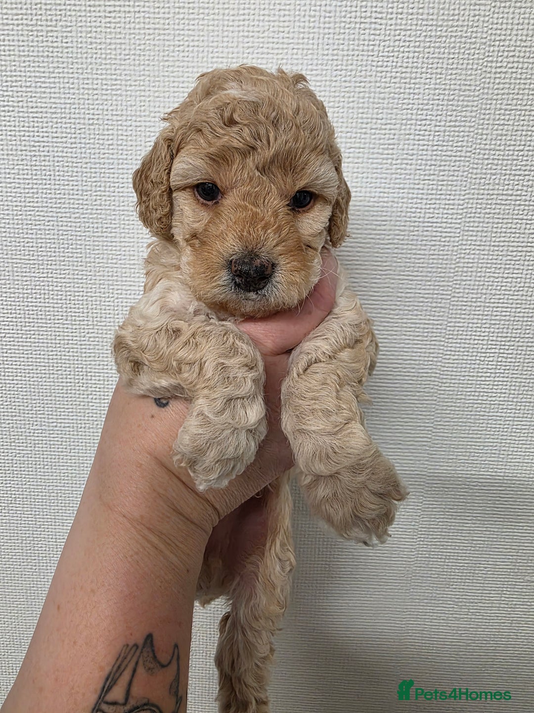 Cockapoo dogs for sale: F1b cockapoos 💜 health tested 🐶 - Image 4