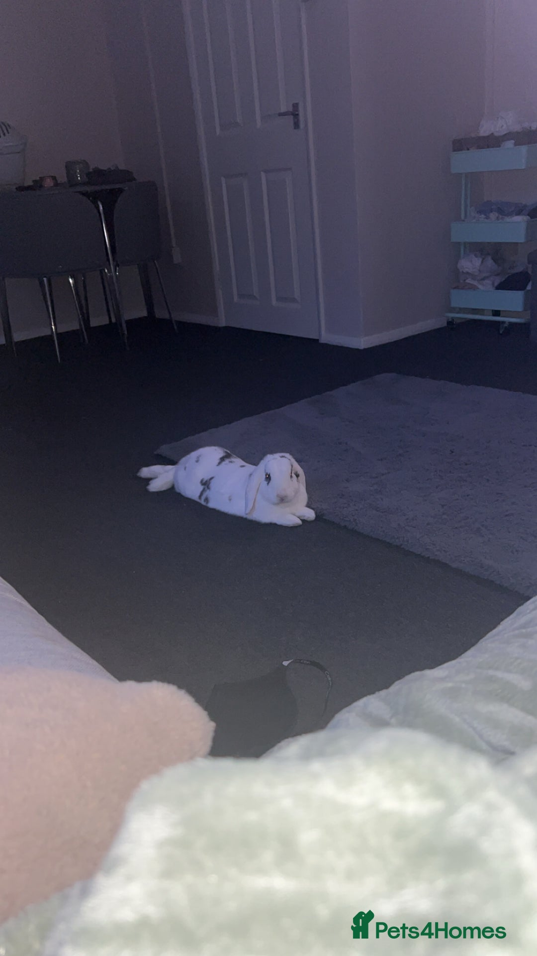 English Lop rabbits for sale: Rabbit for rehoming - Image 2