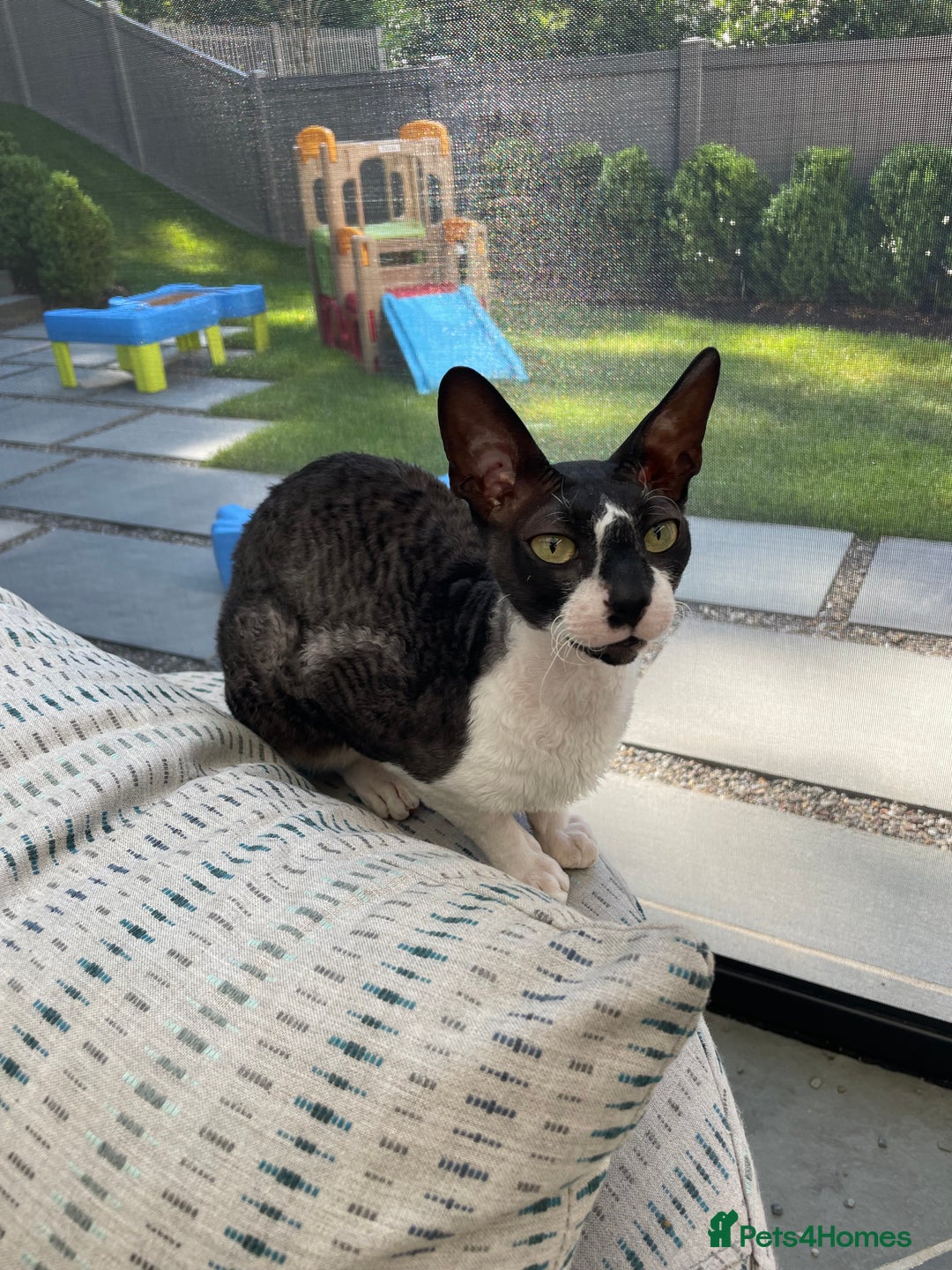 Cornish Rex cats for sale: Selling our beautiful Cornish Rex brothers - Image 16
