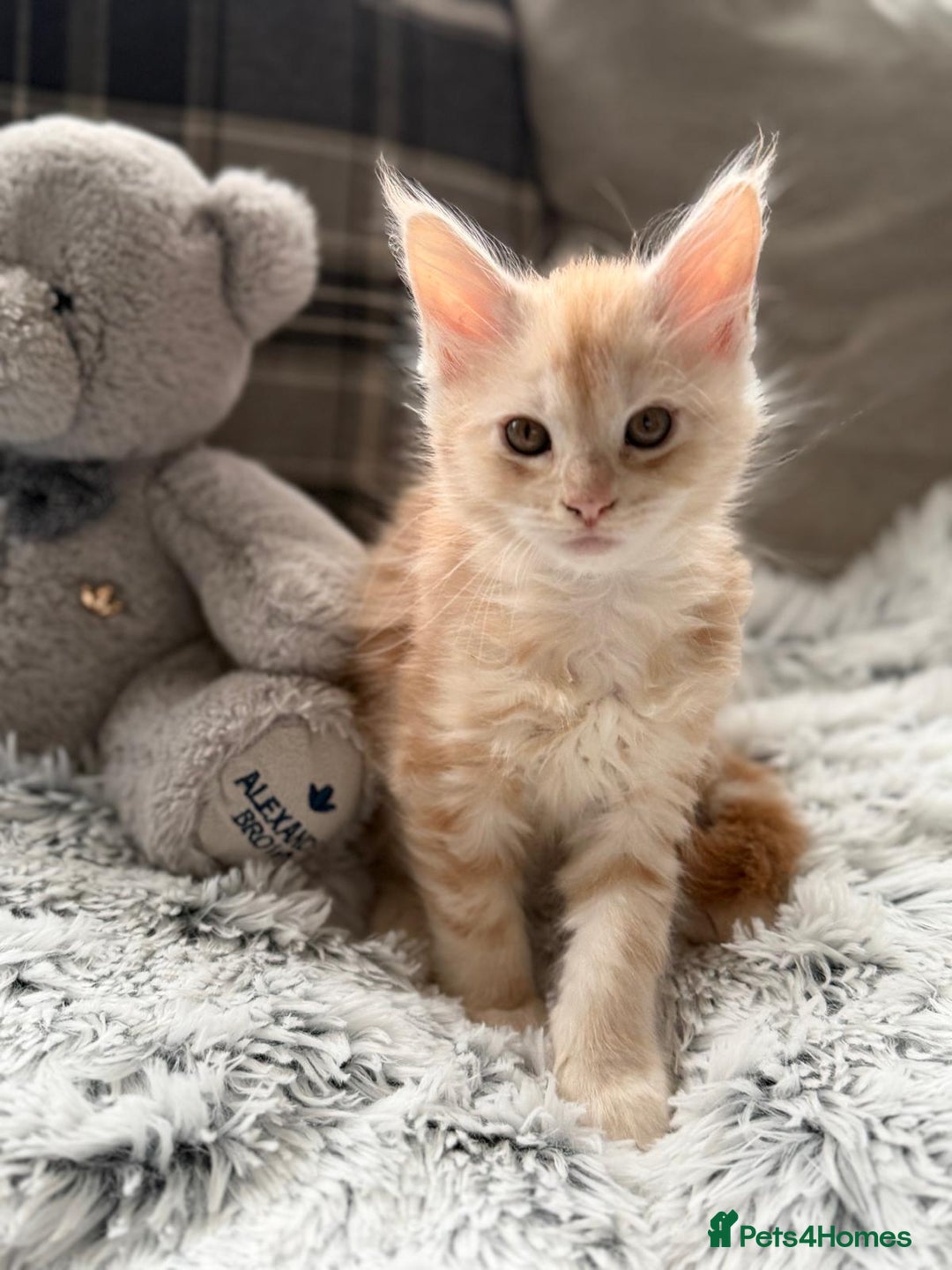 Maine Coon cats for sale: Maine Coon kittens - Advert 6