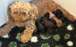 Cockapoo dogs for sale: Adorable F2 cockapoo’s  - Image 4