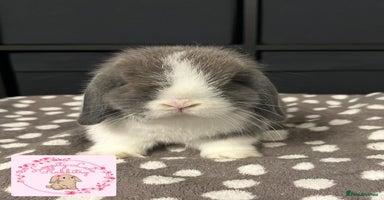 Mini Lop rabbits - Advert 3
